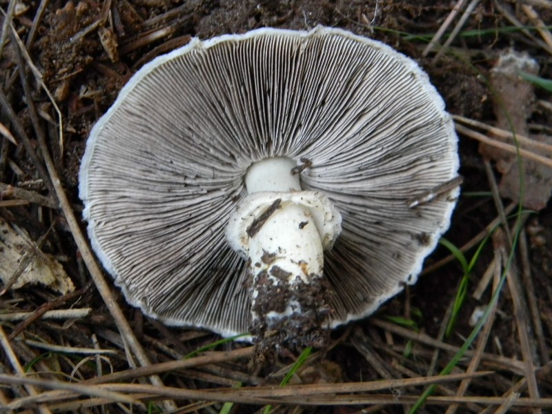 Ritrovamento del 18.10.2011.sotto Leccio e pino marino