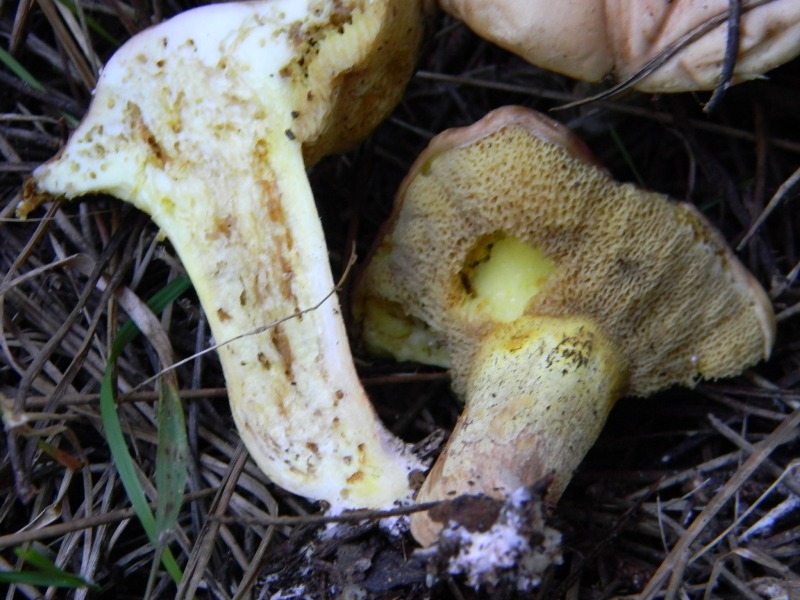 2)Gruppo  ritrovamenti del 18.10.2011.