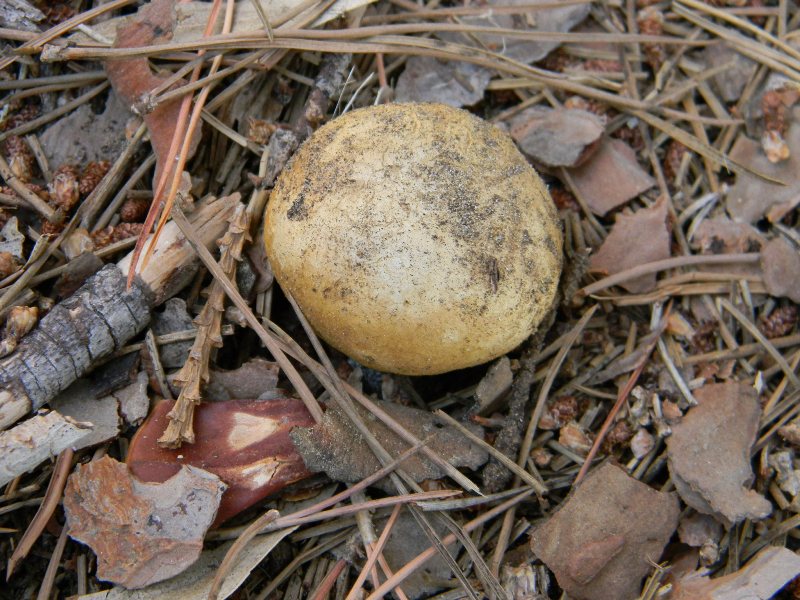 1) Gruppo di ritrov.sotto Leccio e Pino marino