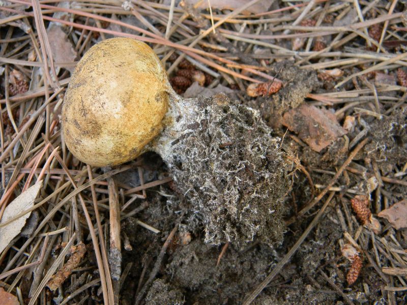 1) Gruppo di ritrov.sotto Leccio e Pino marino