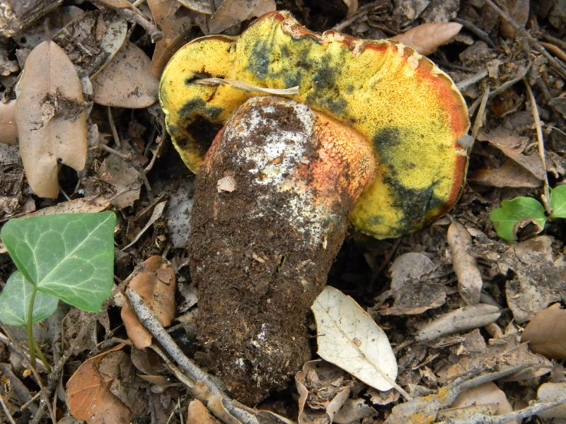 Ritrovamento del 18.10.2011.sotto Leccio e Pino  marino