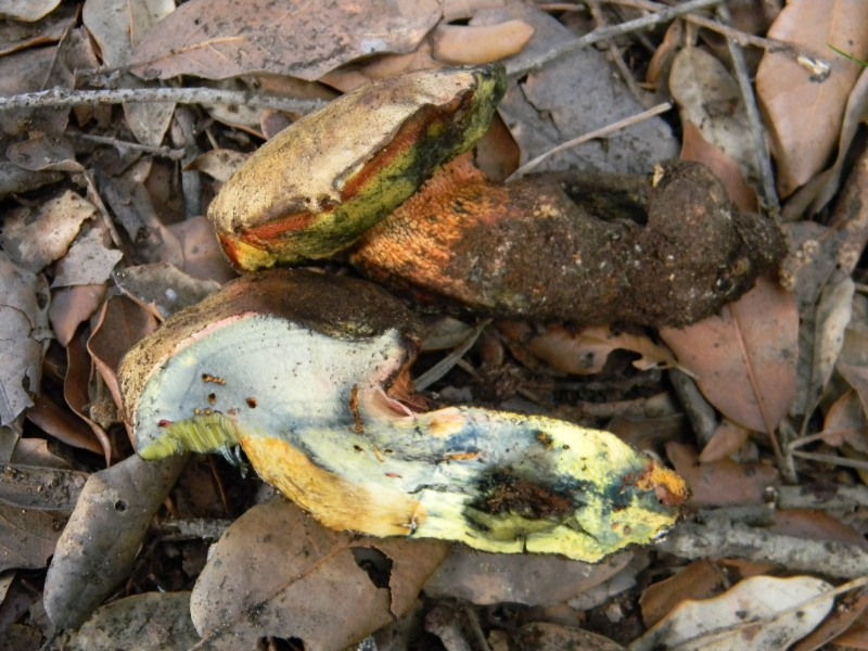 Ritrovamento del 18.10.2011.sotto Leccio e Pino  marino