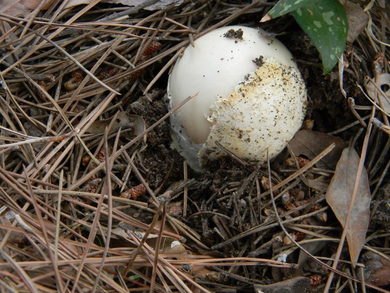 1) Gruppo di ritrov.sotto Leccio e Pino marino