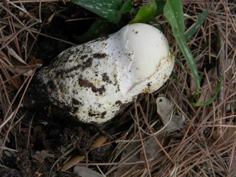 1) Gruppo di ritrov.sotto Leccio e Pino marino