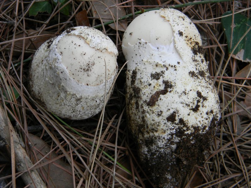 1) Gruppo di ritrov.sotto Leccio e Pino marino