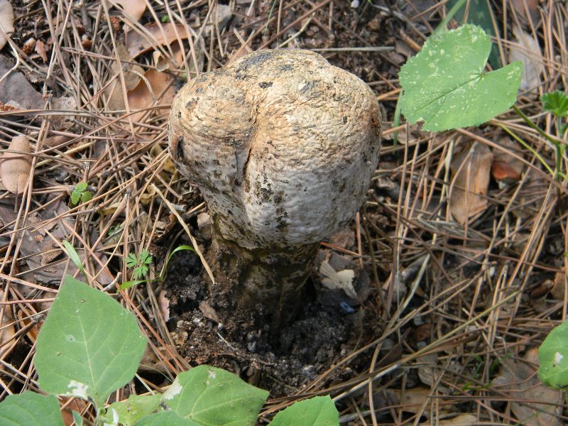 1) Gruppo di ritrov.sotto Leccio e Pino marino