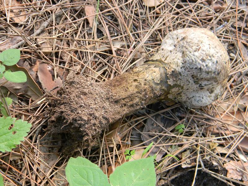 1) Gruppo di ritrov.sotto Leccio e Pino marino