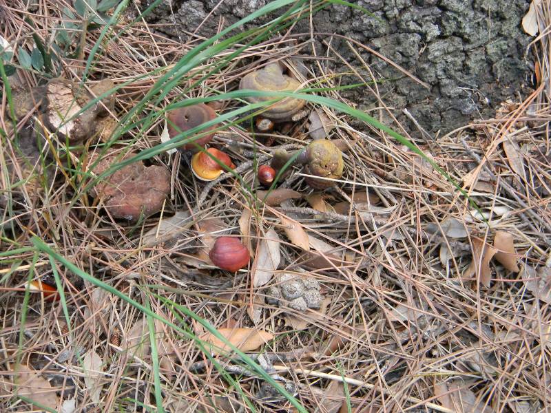 2)Gruppo  ritrovamenti del 18.10.2011.