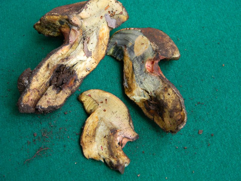 Ritrovamento del 18.10.2011.sotto Leccio e Pino  marino