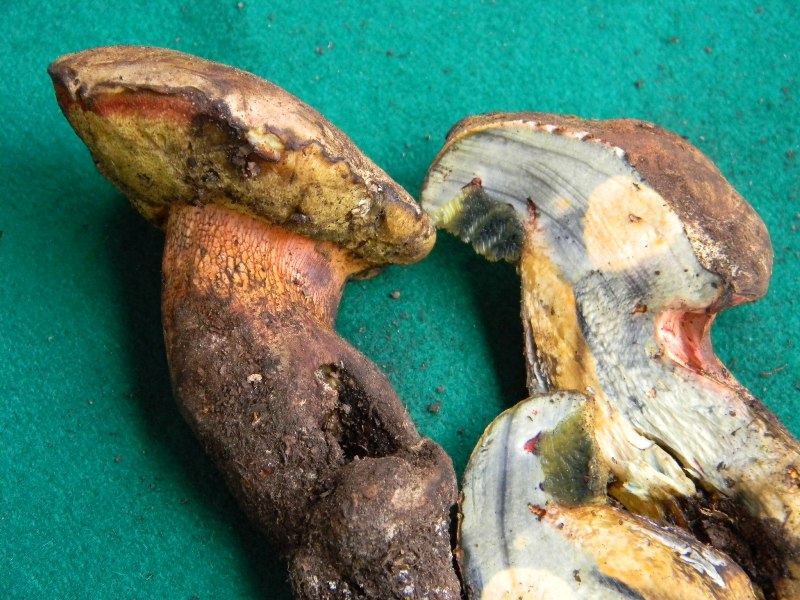 Ritrovamento del 18.10.2011.sotto Leccio e Pino  marino