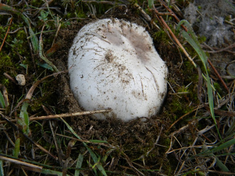 3)Ritrovamenti del 21.10.2011.sotto Leccio e Pino marino
