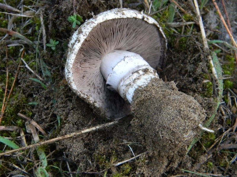 3)Ritrovamenti del 21.10.2011.sotto Leccio e Pino marino