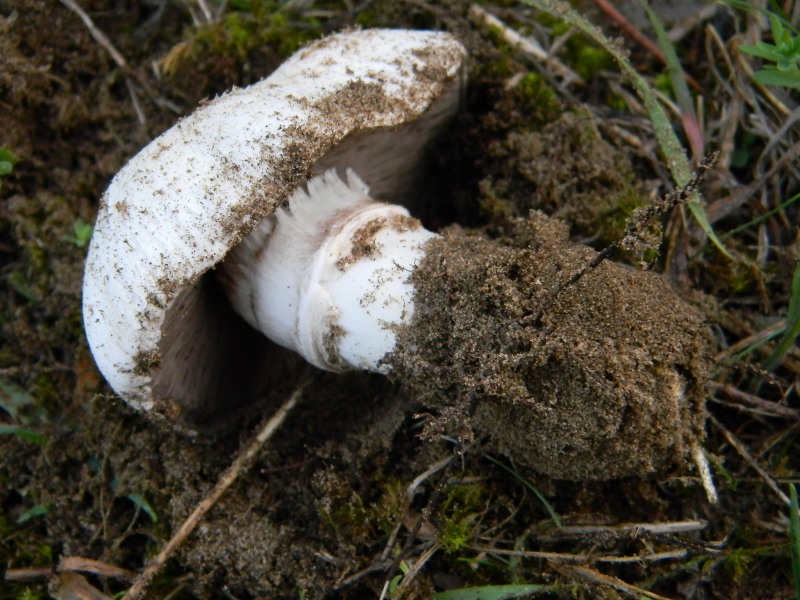 3)Ritrovamenti del 21.10.2011.sotto Leccio e Pino marino