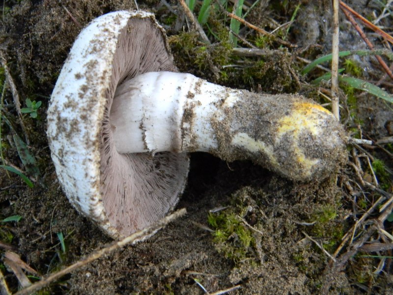 3)Ritrovamenti del 21.10.2011.sotto Leccio e Pino marino