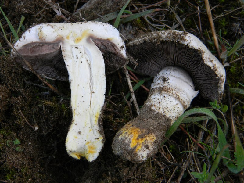 3)Ritrovamenti del 21.10.2011.sotto Leccio e Pino marino