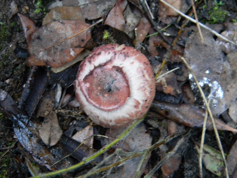 1)Ritrovamenti del 21.10.2011.sotto Leccio e Pino marino