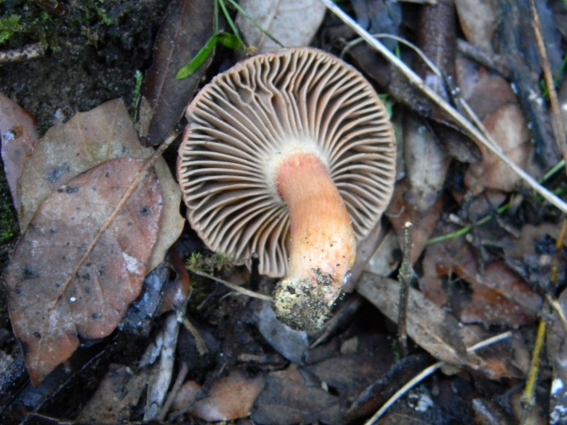 1)Ritrovamenti del 21.10.2011.sotto Leccio e Pino marino