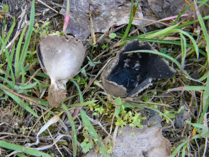 Ritrovamenti del 29.03.2011.