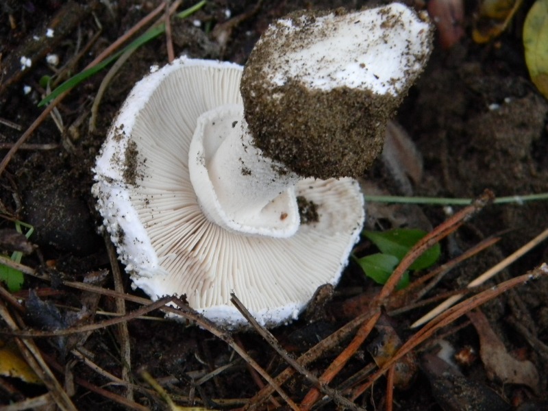 3)Ritrovamenti del 21.10.2011.sotto Leccio e Pino marino