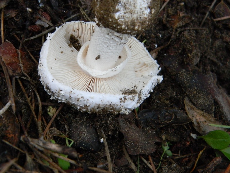 3)Ritrovamenti del 21.10.2011.sotto Leccio e Pino marino