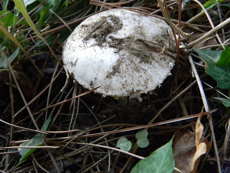 3)Ritrovamenti del 21.10.2011.sotto Leccio e Pino marino
