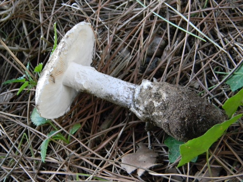 3)Ritrovamenti del 21.10.2011.sotto Leccio e Pino marino