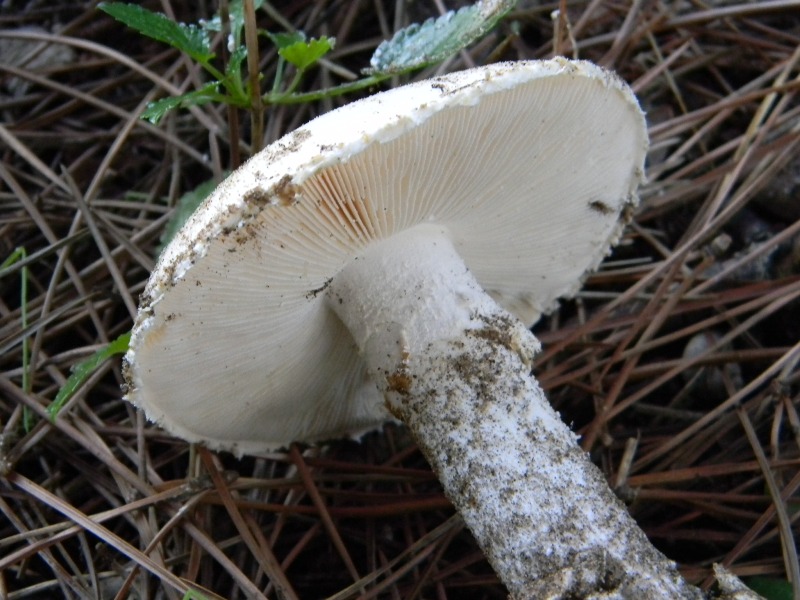 3)Ritrovamenti del 21.10.2011.sotto Leccio e Pino marino