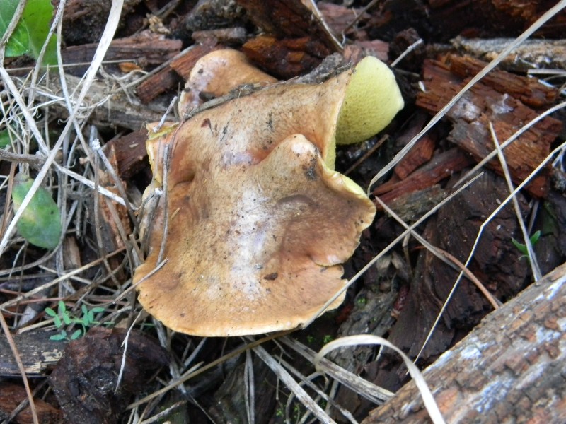 2)Ritrovamenti del 21.10.2011.sotto Leccio  e Pino marino