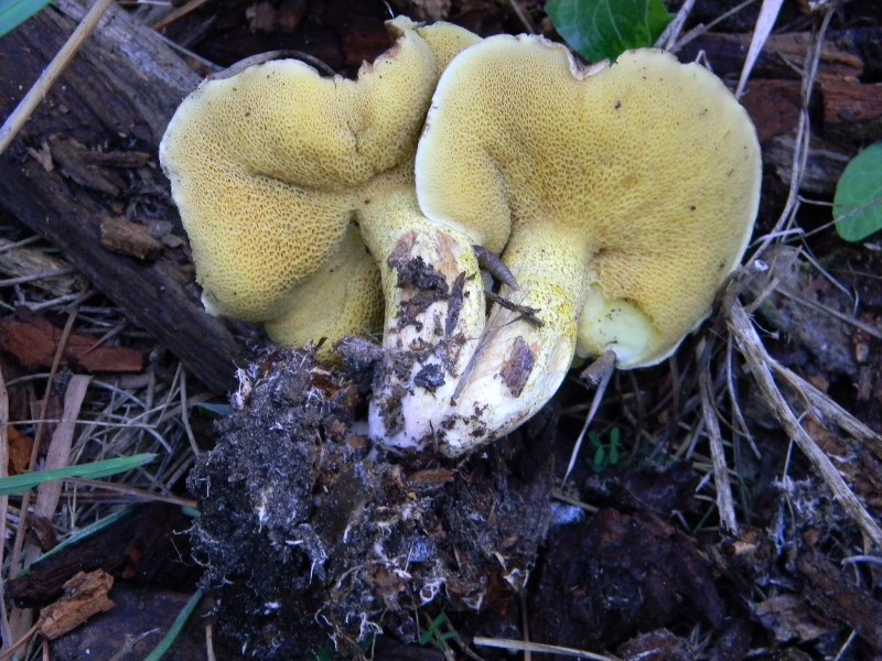 2)Ritrovamenti del 21.10.2011.sotto Leccio  e Pino marino