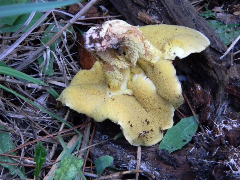 2)Ritrovamenti del 21.10.2011.sotto Leccio  e Pino marino