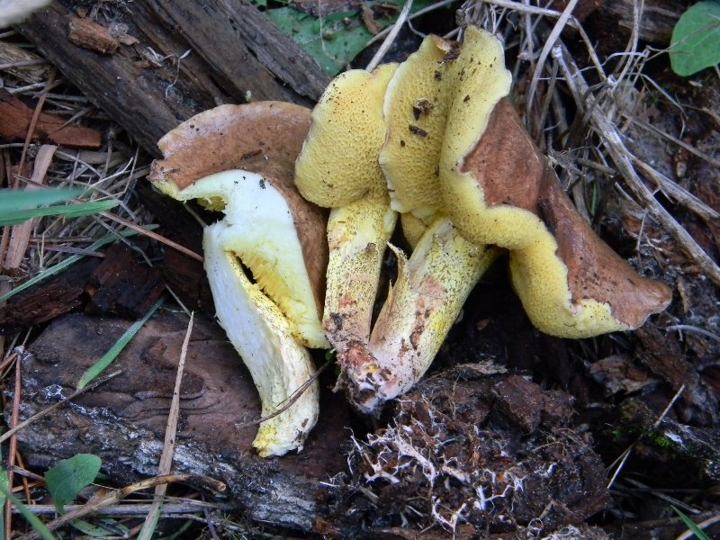 2)Ritrovamenti del 21.10.2011.sotto Leccio  e Pino marino