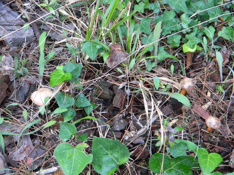 1)Ritrovamenti del 21.10.2011.sotto Leccio e Pino marino