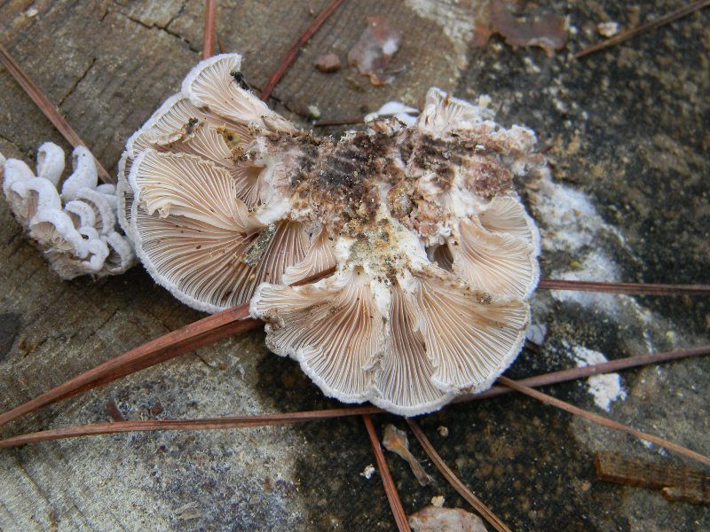 2)Ritrovamenti del 21.10.2011.sotto Leccio  e Pino marino