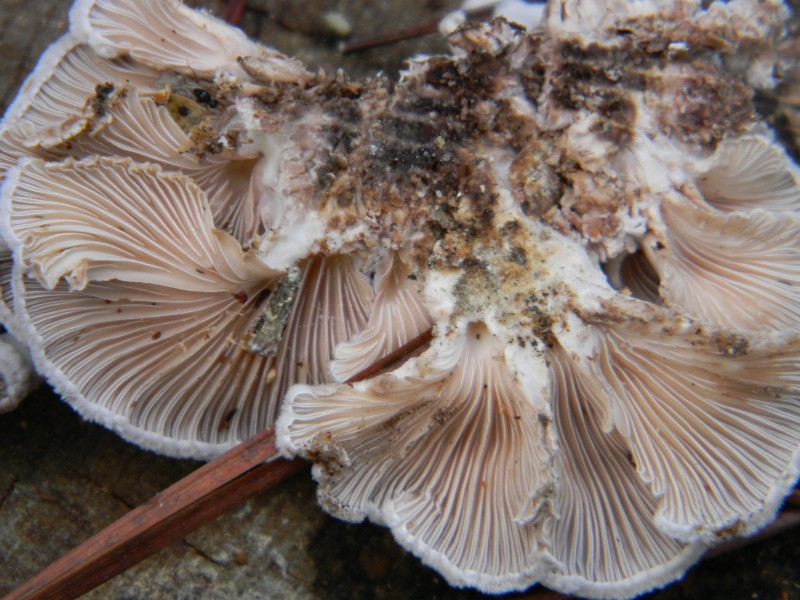 2)Ritrovamenti del 21.10.2011.sotto Leccio  e Pino marino