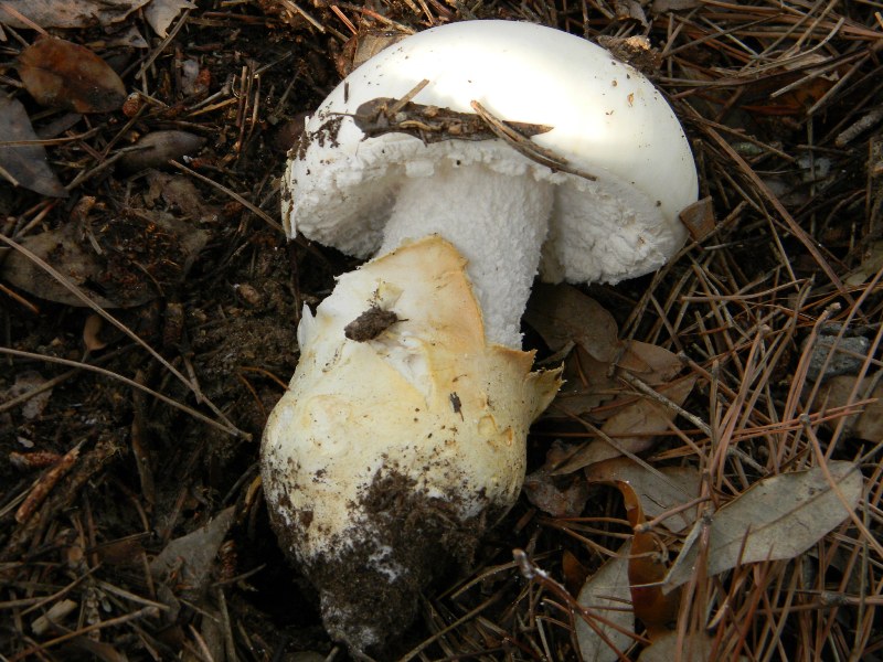 2)Ritrovamenti del 21.10.2011.sotto Leccio  e Pino marino