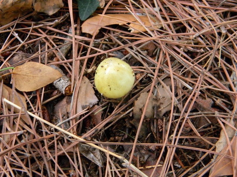2)Ritrovamenti del 21.10.2011.sotto Leccio  e Pino marino