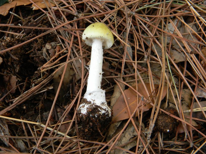 2)Ritrovamenti del 21.10.2011.sotto Leccio  e Pino marino