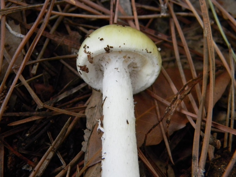 2)Ritrovamenti del 21.10.2011.sotto Leccio  e Pino marino