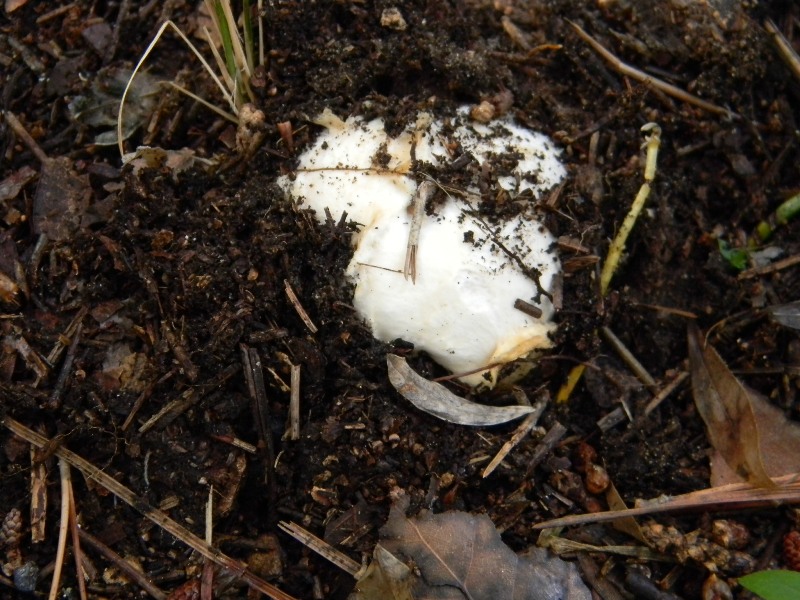 1)Ritrovamenti del 21.10.2011.sotto Leccio e Pino marino