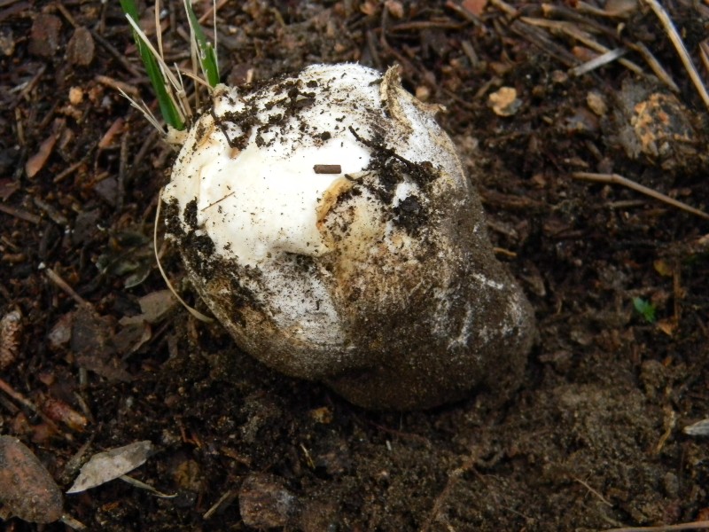 1)Ritrovamenti del 21.10.2011.sotto Leccio e Pino marino