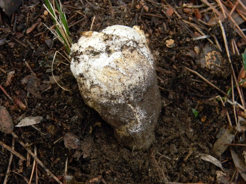 1)Ritrovamenti del 21.10.2011.sotto Leccio e Pino marino