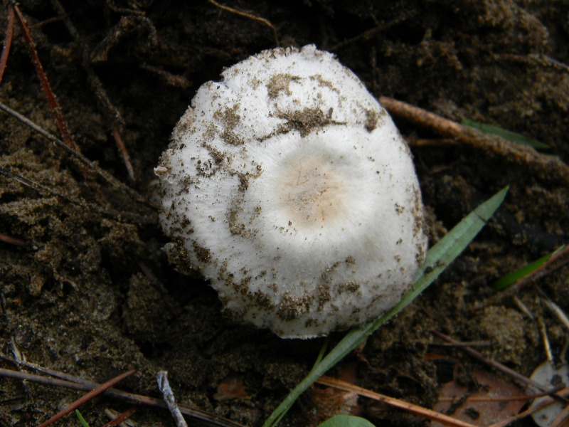 2)Ritrovamenti del 21.10.2011.sotto Leccio  e Pino marino