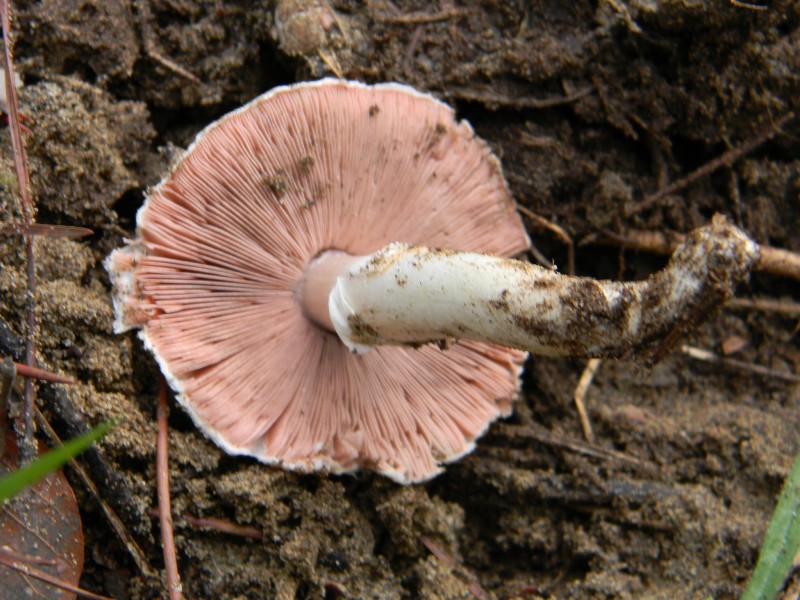 2)Ritrovamenti del 21.10.2011.sotto Leccio  e Pino marino