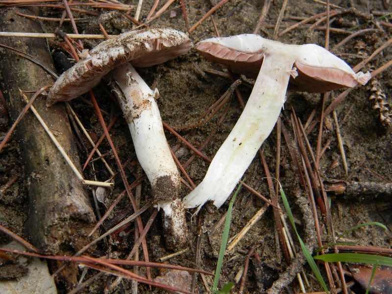 2)Ritrovamenti del 21.10.2011.sotto Leccio  e Pino marino