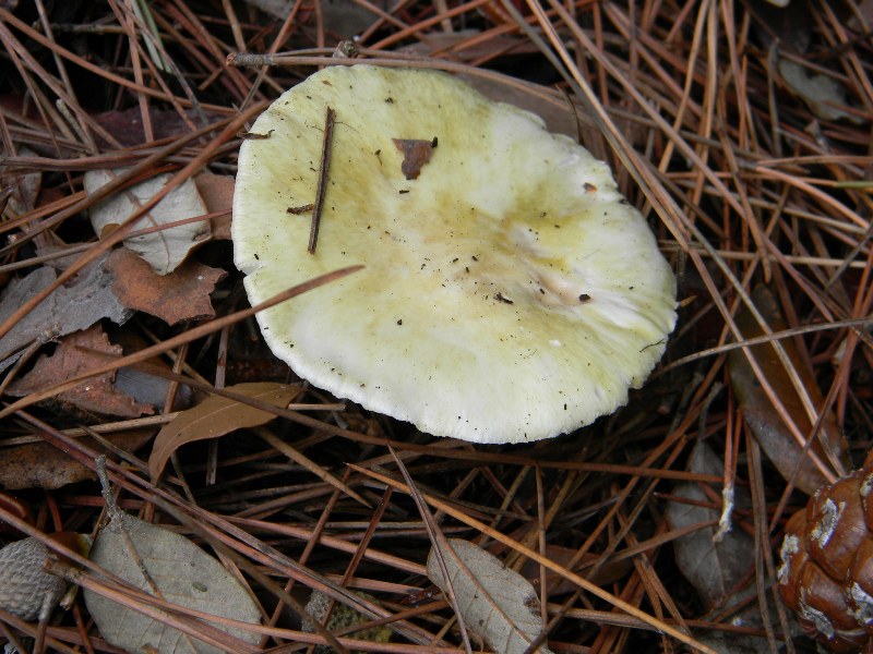 3)Ritrovamenti del 21.10.2011.sotto Leccio e Pino marino