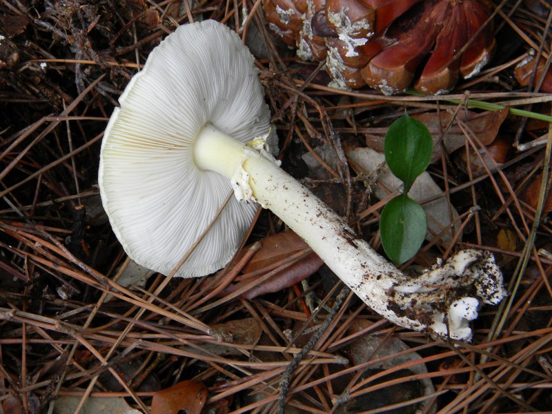 3)Ritrovamenti del 21.10.2011.sotto Leccio e Pino marino
