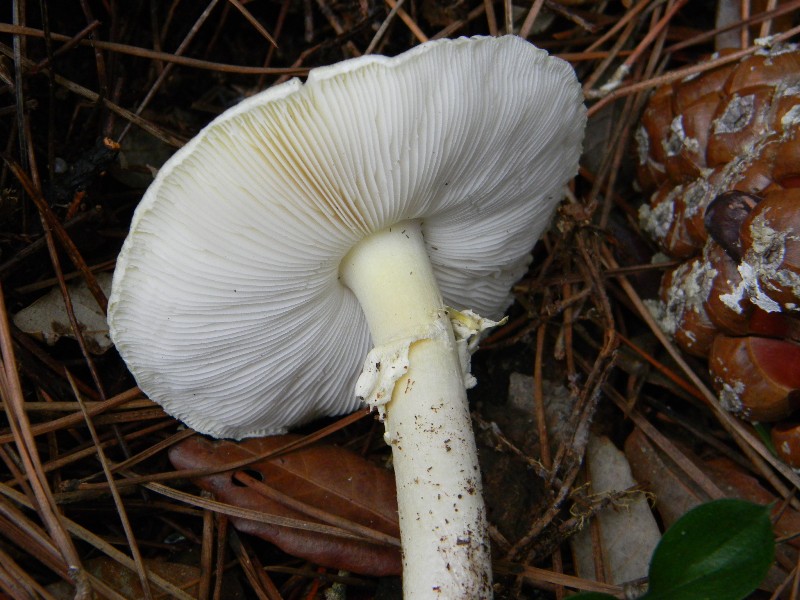 3)Ritrovamenti del 21.10.2011.sotto Leccio e Pino marino