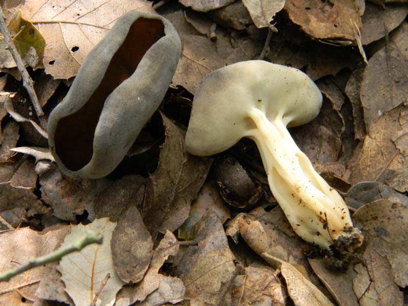 Altri ritrovameti del 29.03.2011.