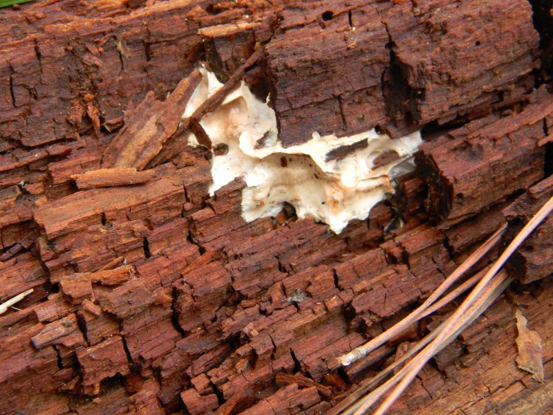 1)Ritrovamenti del 21.10.2011.sotto Leccio e Pino marino