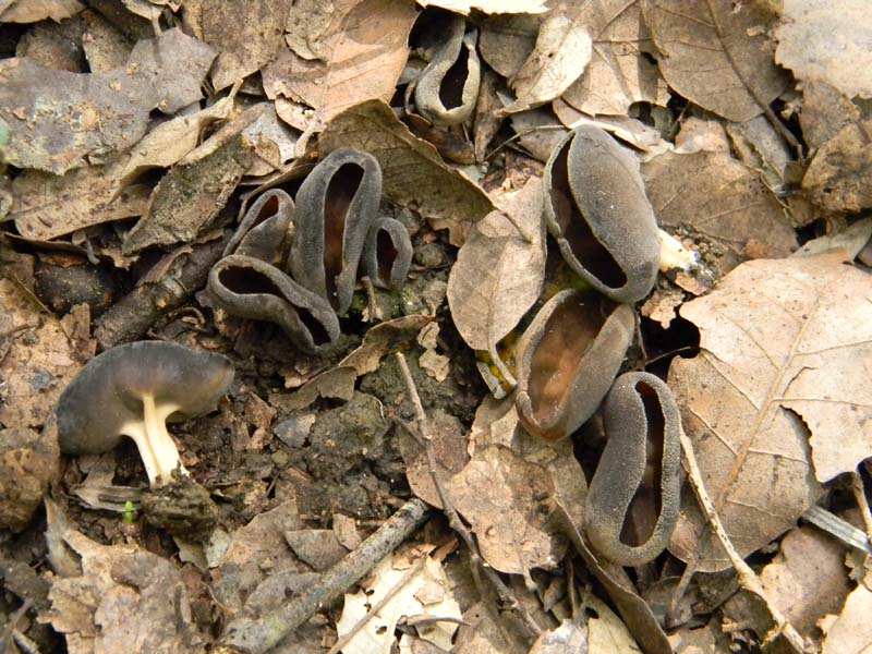 Altri ritrovameti del 29.03.2011.